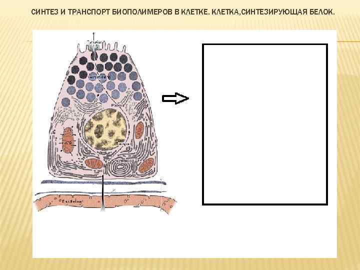 Синтез клетки. Синтез и транспорт биополимеров в клетке. А-клетки синтезируют. Синтез биополимеров в клетке. Морфологическая характеристика клетки синтезирующей белки.