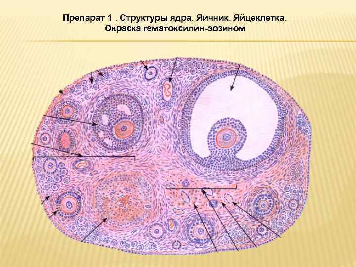 Оболочки яйцеклетки лягушки