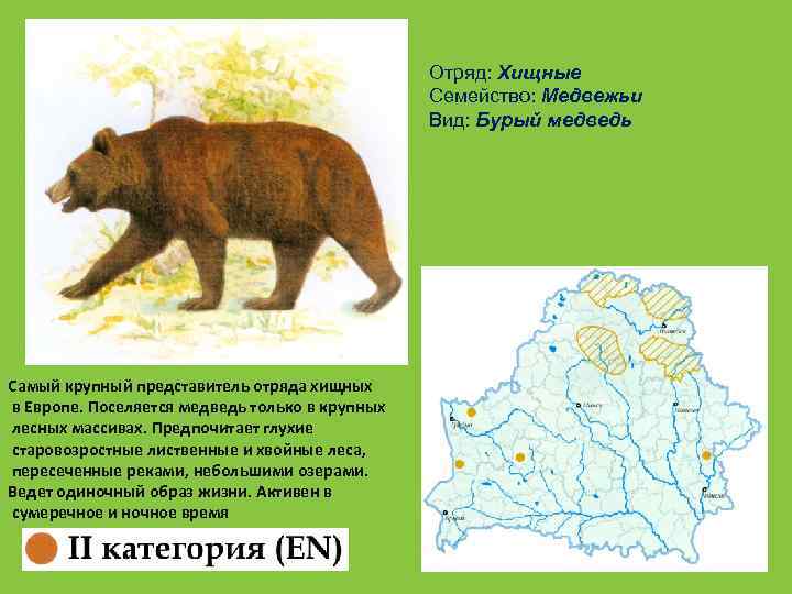 Отряд: Хищные Семейство: Медвежьи Вид: Бурый медведь Самый крупный представитель отряда хищных в Европе.