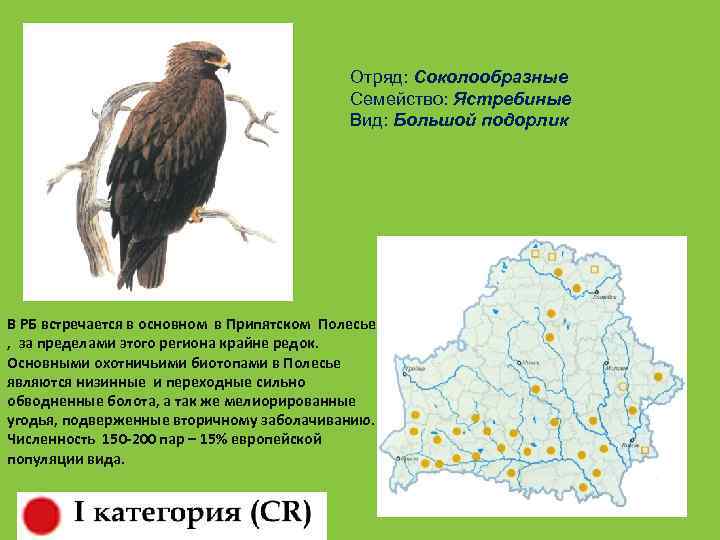 Отряд: Соколообразные Семейство: Ястребиные Вид: Большой подорлик В РБ встречается в основном в Припятском