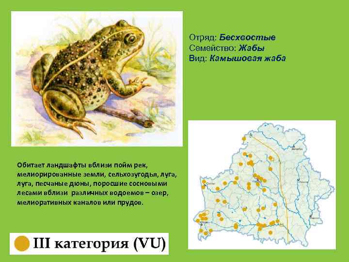 Отряд: Бесхвостые Семейство: Жабы Вид: Камышовая жаба Обитает ландшафты вблизи пойм рек, мелиорированные земли,