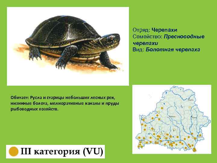 Отряд: Черепахи Семейство: Пресноводные черепахи Вид: Болотная черепаха Обитает: Русла и старицы небольших лесных