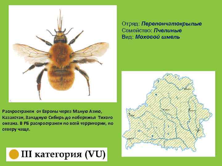 Отряд: Перепончатокрылые Семейство: Пчелиные Вид: Моховой шмель Распространен от Европы через Малую Азию, Казахстан,