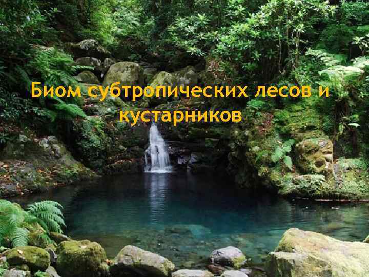 Биом субтропических лесов и кустарников 