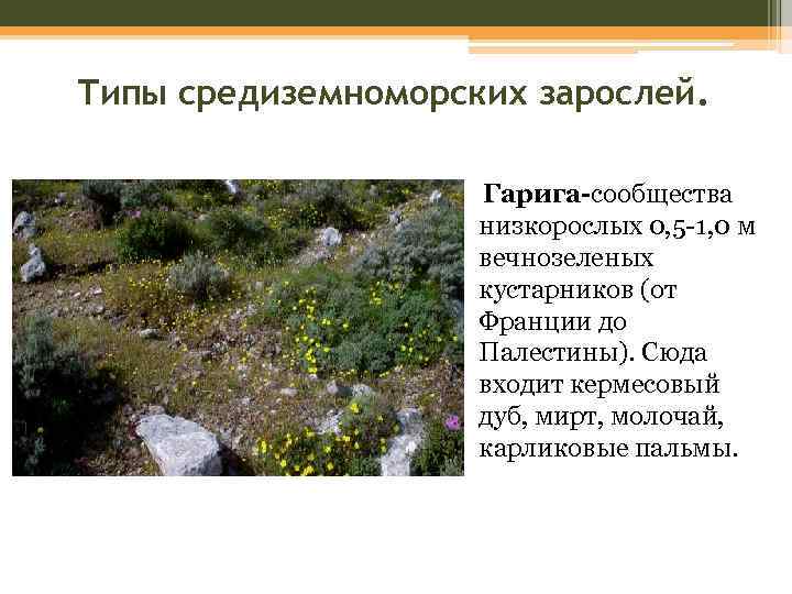 Типы средиземноморских зарослей. Гарига-сообщества низкорослых 0, 5 -1, 0 м вечнозеленых кустарников (от Франции