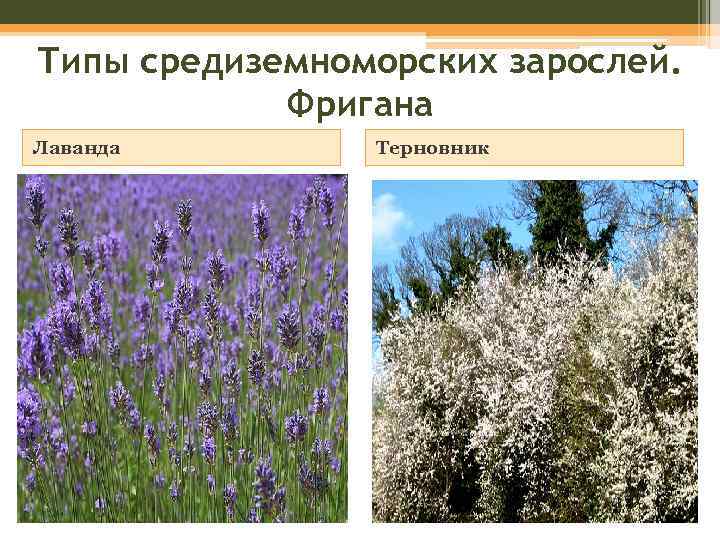 Типы средиземноморских зарослей. Фригана Лаванда Терновник 