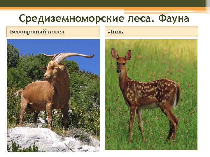 Средиземноморские леса. Фауна Безоаровый козел Лань 