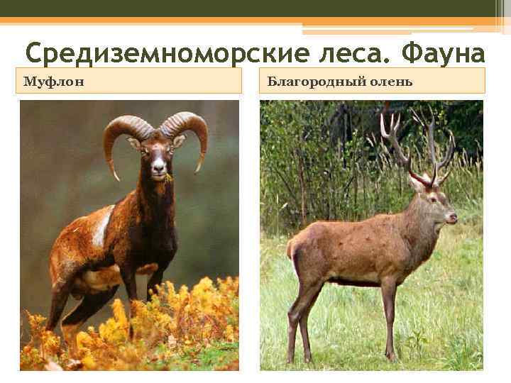 Средиземноморские леса. Фауна Муфлон Благородный олень 