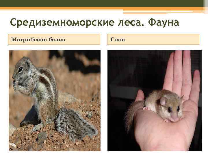 Средиземноморские леса. Фауна Магрибская белка Соня 