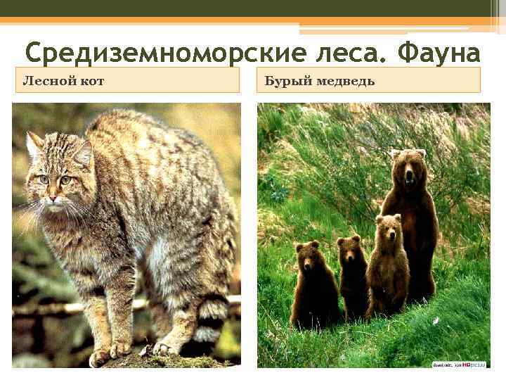 Средиземноморские леса. Фауна Лесной кот Бурый медведь 