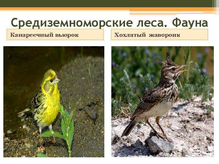 Средиземноморские леса. Фауна Канареечный вьюрок Хохлатый жаворонк 