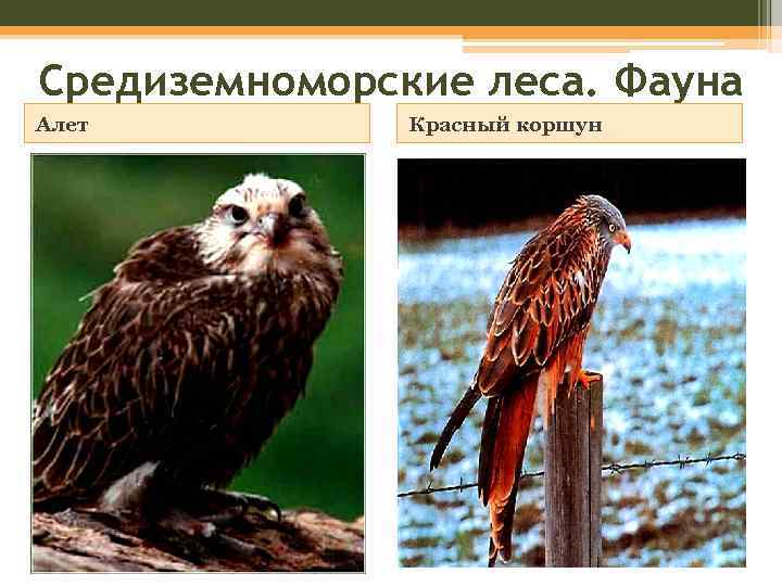 Средиземноморские леса. Фауна Алет Красный коршун 