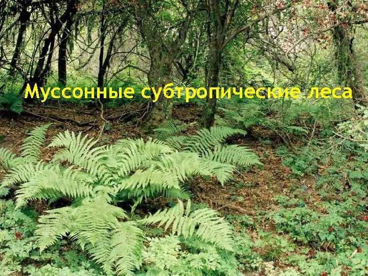 Муссонные субтропические леса 