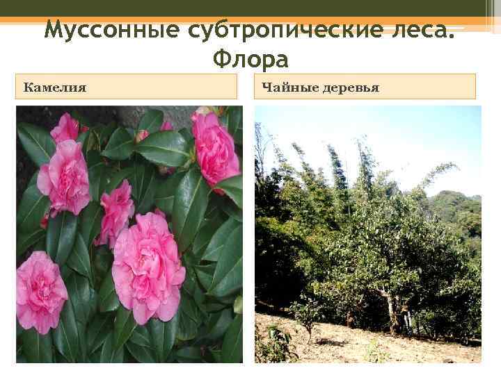 Муссонные субтропические леса. Флора Камелия Чайные деревья 