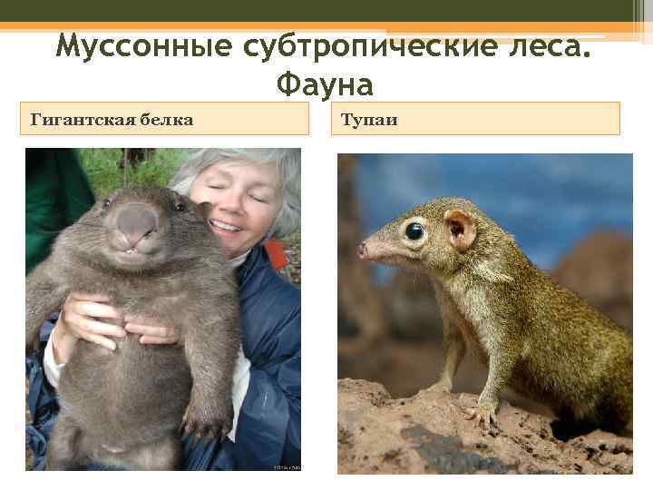 Муссонные субтропические леса. Фауна Гигантская белка Тупаи 