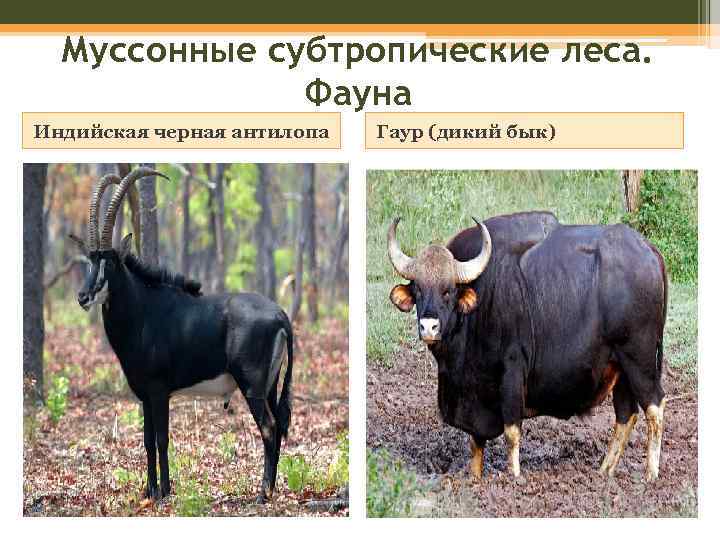 Муссонные субтропические леса. Фауна Индийская черная антилопа Гаур (дикий бык) 