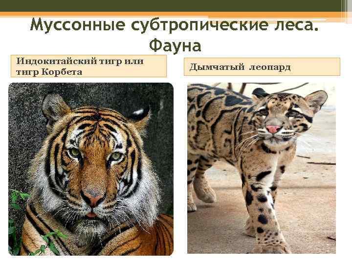 Муссонные субтропические леса. Фауна Индокитайский тигр или тигр Корбета Дымчатый леопард 