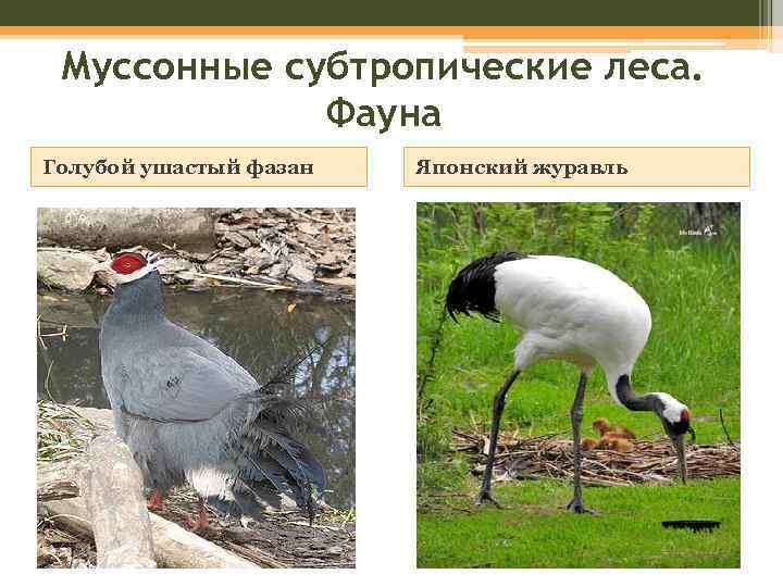 Муссонные субтропические леса. Фауна Голубой ушастый фазан Японский журавль 