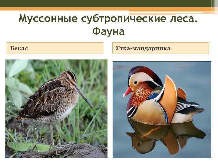 Муссонные субтропические леса. Фауна Бекас Утка-мандаринка 