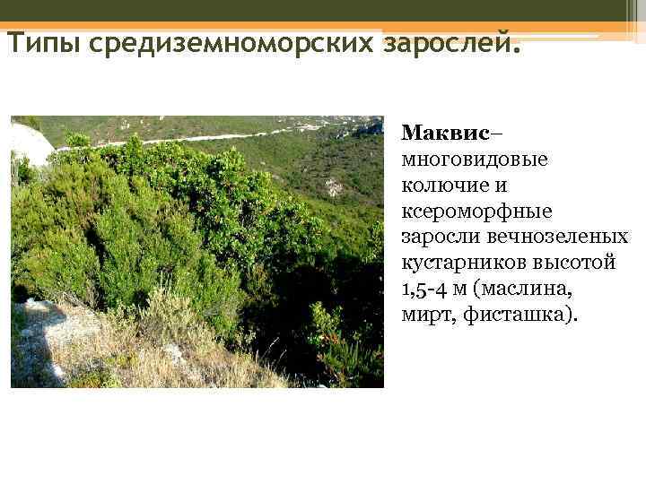 самшит вечнозеленый шаровидный. маквис и фригана. маквис средиземноморья. Buxus sempervirens самшит. жестколиственные вечнозелёные леса испания.