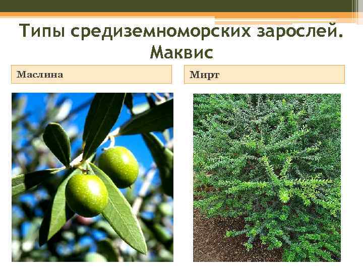 Типы средиземноморских зарослей. Маквис Маслина Мирт 
