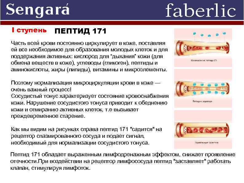 I ступень ПЕПТИД 171 Часть всей крови постоянно циркулирует в коже, поставляя ей все