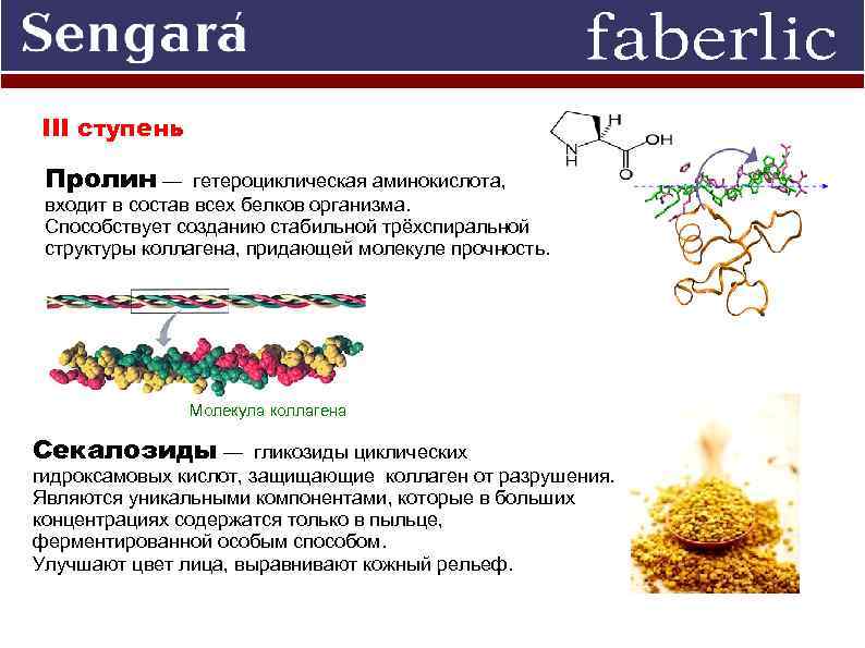III ступень Пролин — гетероциклическая аминокислота, входит в состав всех белков организма. Способствует созданию