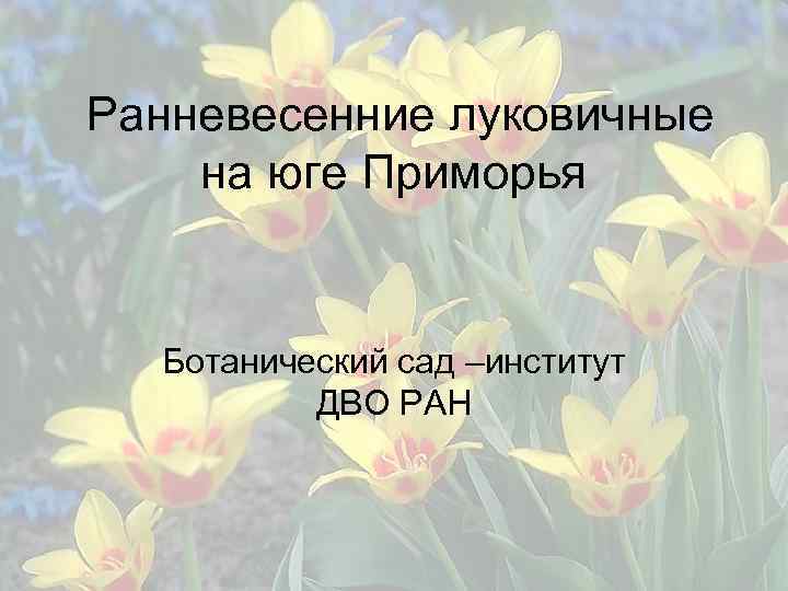 Ранневесенние луковичные на юге Приморья Ботанический сад –институт ДВО РАН 