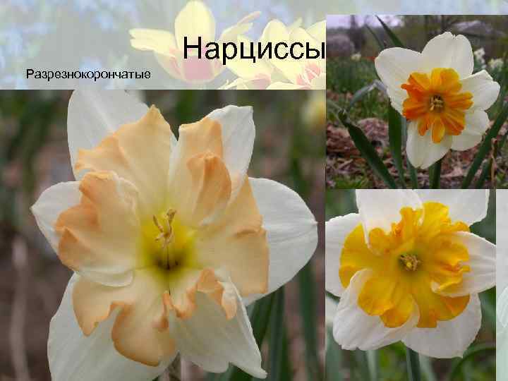 Нарциссы Разрезнокорончатые 