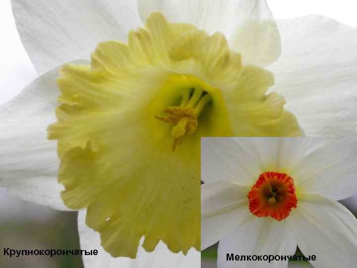 Крупнокорончатые Мелкокорончатые 