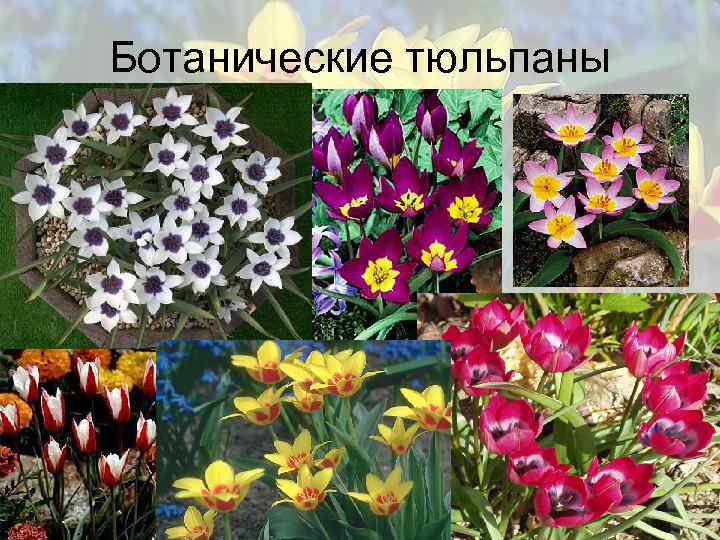 Ботанические тюльпаны 
