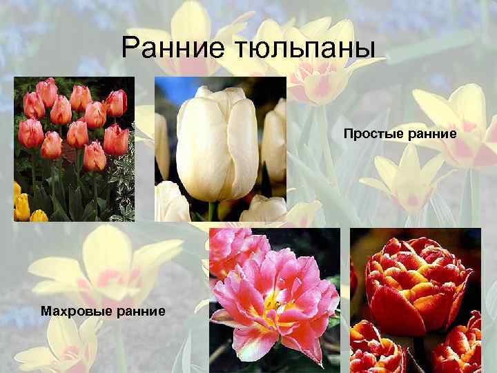 Ранние тюльпаны Простые ранние Махровые ранние 