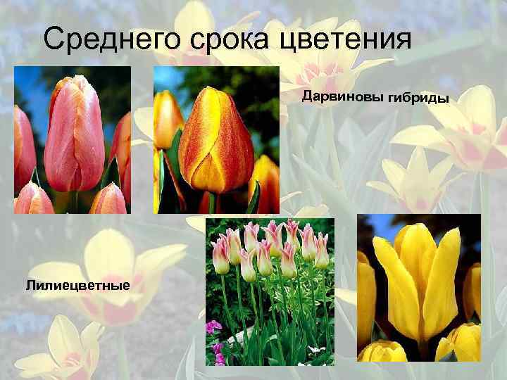 Среднего срока цветения Дарвиновы гибриды Лилиецветные 