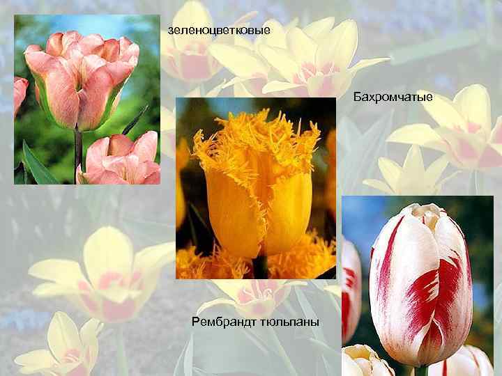 зеленоцветковые Бахромчатые Рембрандт тюльпаны 