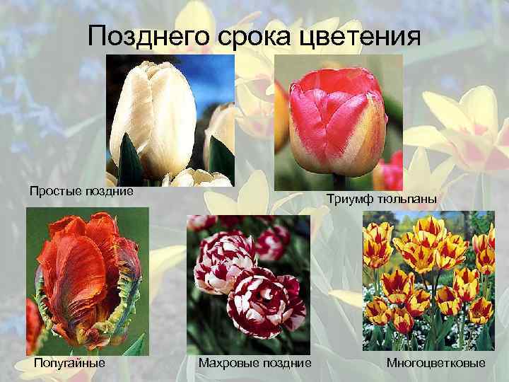 Позднего срока цветения Простые поздние Попугайные Триумф тюльпаны Махровые поздние Многоцветковые 