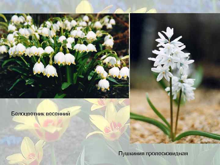 Белоцветник весенний Пушкиния пролесковидная 