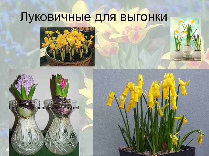 Луковичные для выгонки 
