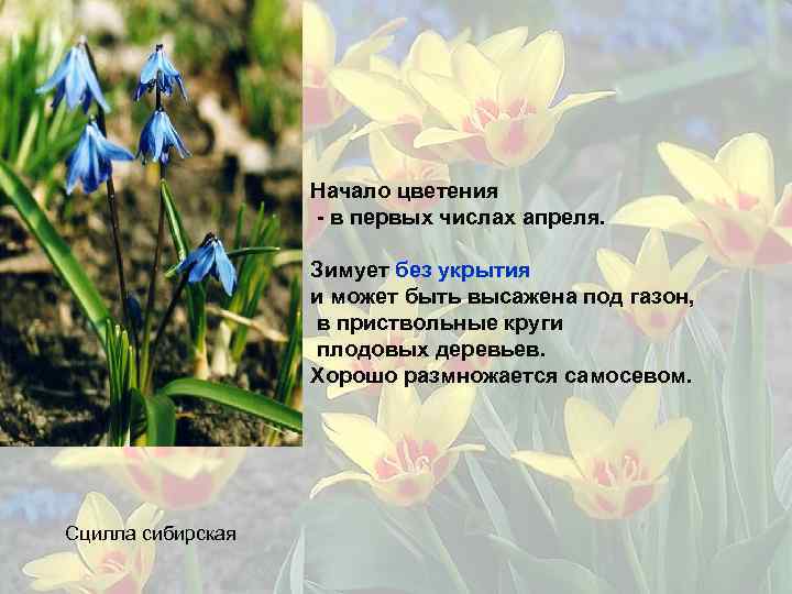 Начало цветения - в первых числах апреля. Зимует без укрытия и может быть высажена