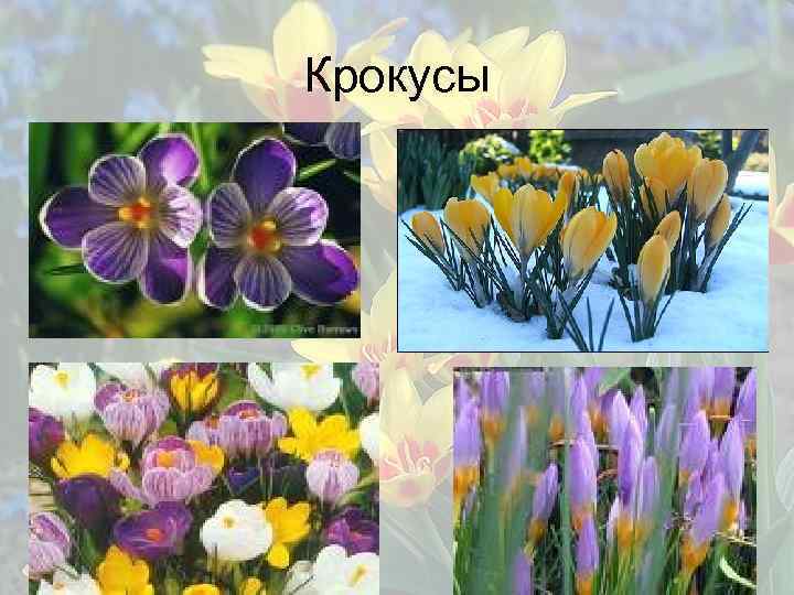 Крокусы 