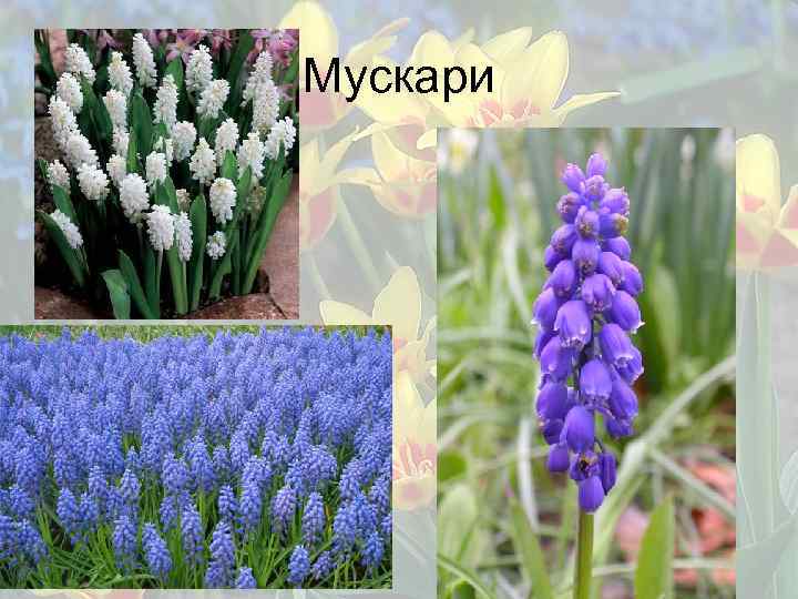 Мускари 
