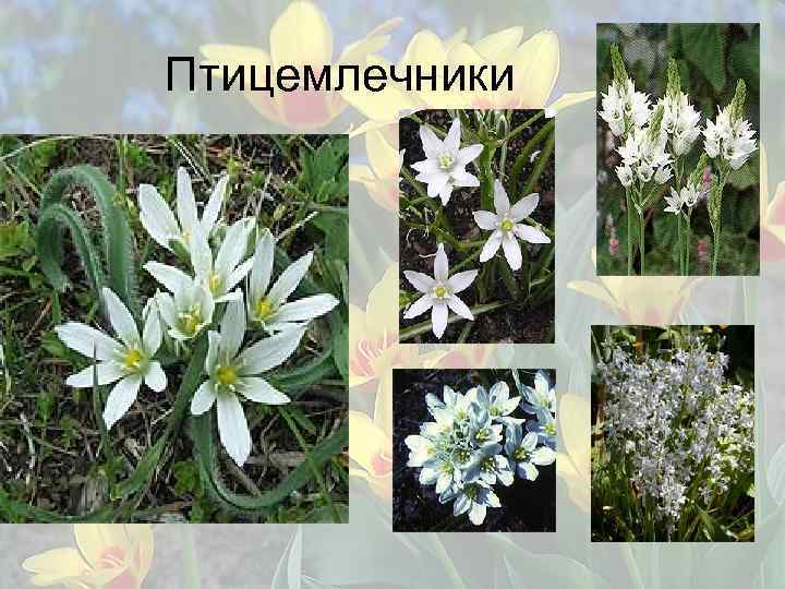 Птицемлечники 