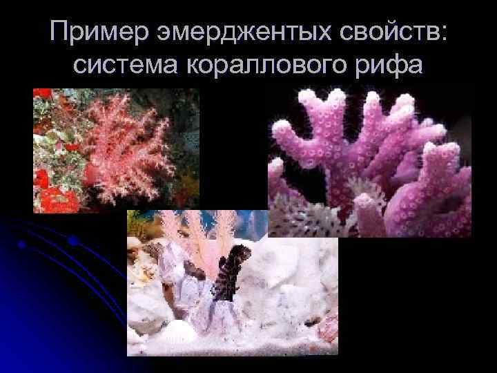 Пример эмерджентых свойств: система кораллового рифа 