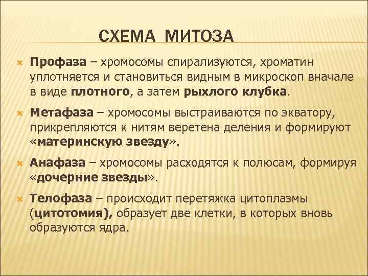 СХЕМА МИТОЗА Профаза – хромосомы спирализуются, хроматин уплотняется и становиться видным в микроскоп вначале