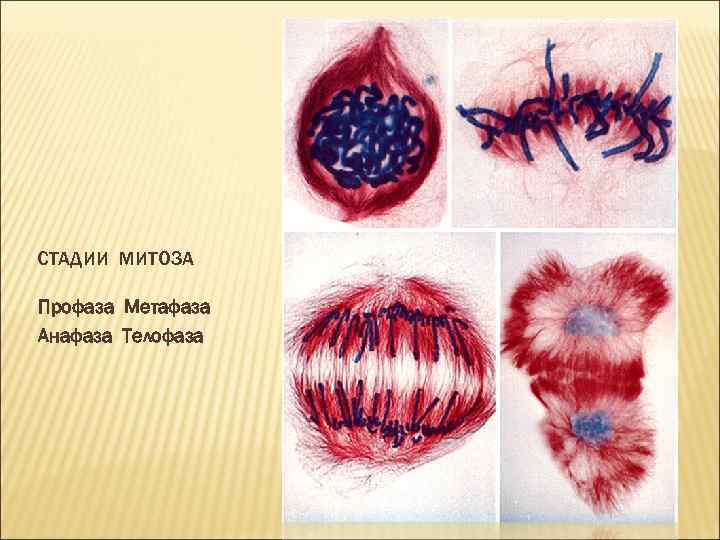 Профаза митоза. Метафаза и телофаза митоза. Митоз профаза метафаза. Амитоз профаза метафаза. Стадии профазы митоза.