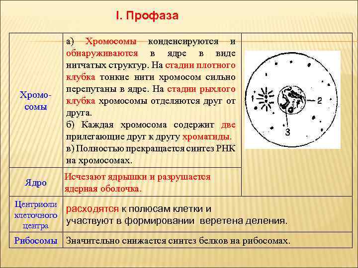 Какие хромосомы в ядре