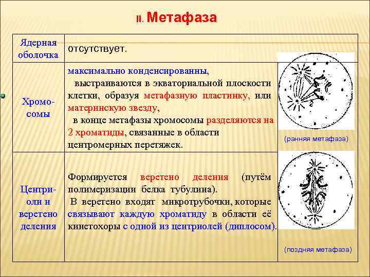 Исчезновение ядерной оболочки происходит в. Ядерная оболочка в метафазе. Стадии метафазы. Ядерная мембрана на метафазе. Ранняя метафаза.