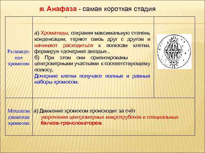 III. Анафаза - самая короткая стадия. а) Хроматиды, сохраняя максимальную степень конденсации, теряют связь