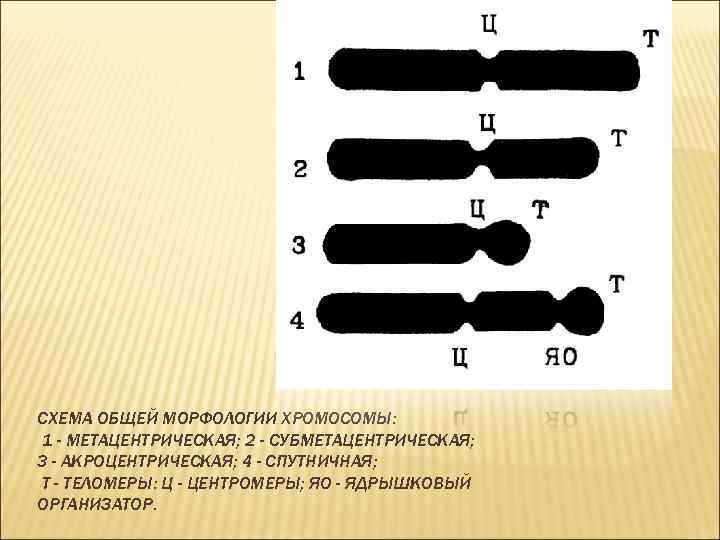 СХЕМА ОБЩЕЙ МОРФОЛОГИИ ХРОМОСОМЫ: 1 - МЕТАЦЕНТРИЧЕСКАЯ; 2 - СУБМЕТАЦЕНТРИЧЕСКАЯ; 3 - АКРОЦЕНТРИЧЕСКАЯ; 4