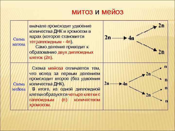 Мейоз количество днк