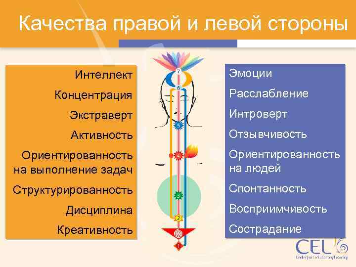 Качества правой и левой стороны Интеллект Концентрация Эмоции Расслабление Экстраверт Интроверт Активность Отзывчивость Ориентированность